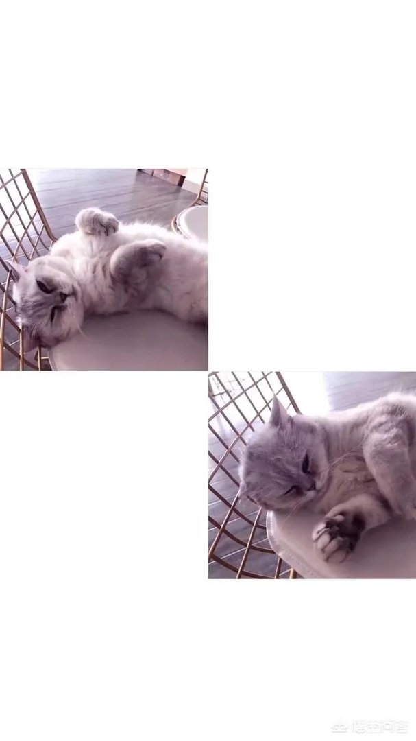 有哪些清新可爱的手机壁纸可以推荐？