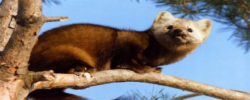 中国一级保护动物名单 中国一级保护动物有哪些