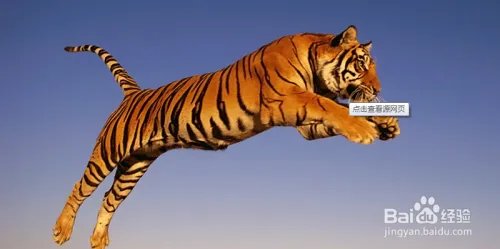 狮子老虎表演时冲出笼子该怎么自救