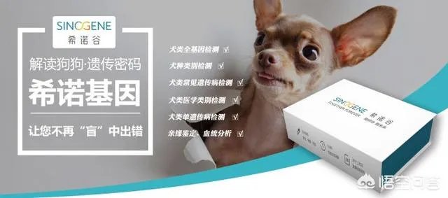 德牧为什么越来越少人养?