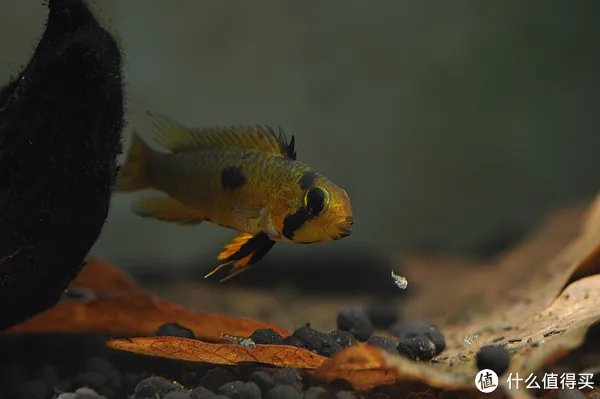 摄影新人经验分享---如何拍摄好那些漂亮的观赏鱼