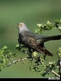 黄鹂知人意，柳外时时送好音。上联如何对？