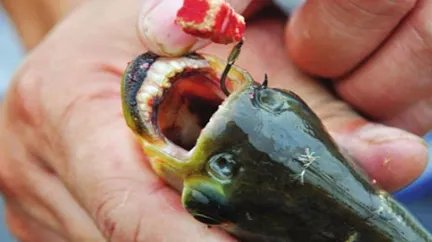 在自然界中，刺鲶为何在亚马逊河杀手排行榜上排第一？