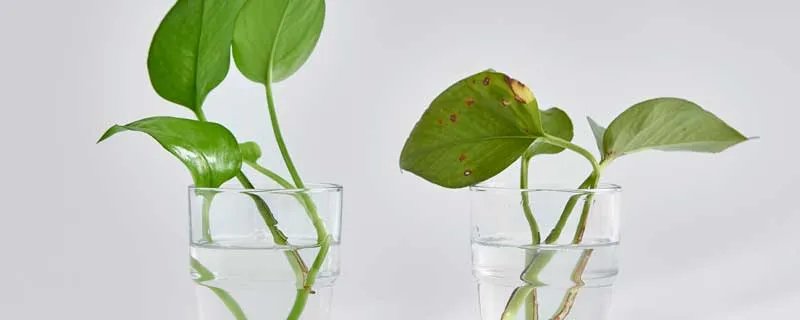 水培滴水观音的养殖方法有哪些 滴水观音水培的养殖方法