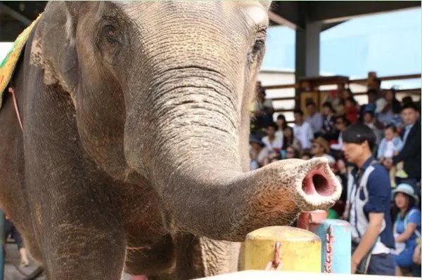 大象的鼻子非常灵活，它的鼻子具体是由多少块肌肉组成的呢？
