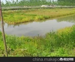 怎么养殖龙虾种苗?