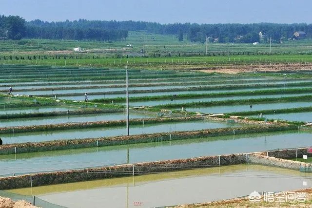 养殖户们连叫亏本,消费者们又大呼吃不起,小龙虾困境如何破解?