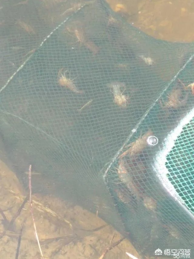 怎么养殖龙虾种苗?