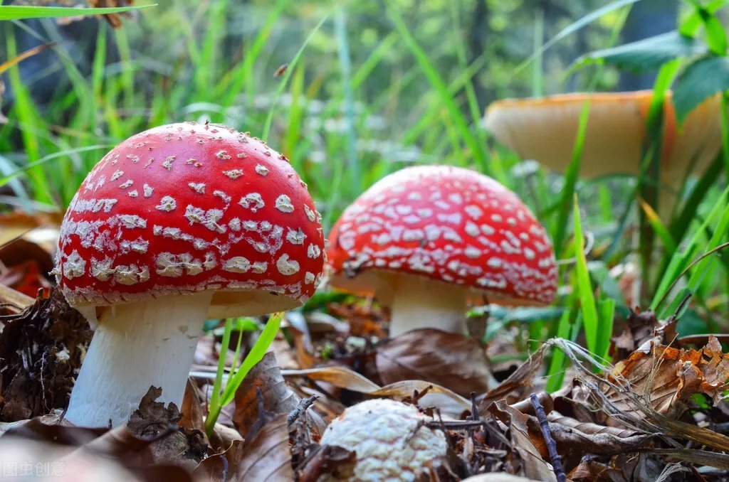 8人死亡，鸡西中毒事件敲警钟，你还敢乱吃吗？