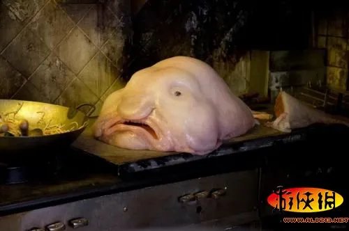 黑角安康鱼长相骇人！盘点绝对惊爆眼球的海洋丑鱼