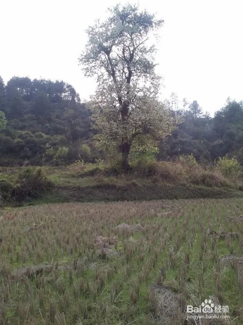 五格数理起名的运用