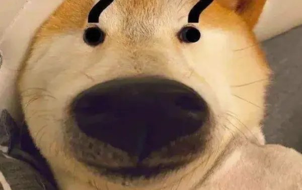 世界十大名犬排名图片