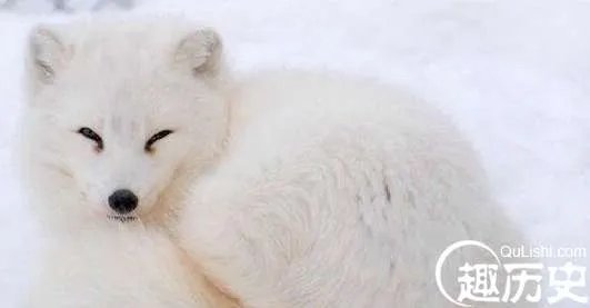 世界上最漂亮的狐狸，北极狐