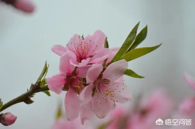上联：春风春雨绿春柳，如何对下联？