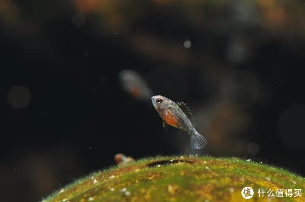 摄影新人经验分享---如何拍摄好那些漂亮的观赏鱼