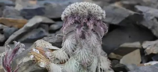 为何做错事情的刘宇宁，却遭到了17万人的点赞？