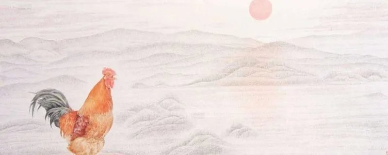 公鸡为什么能报晓