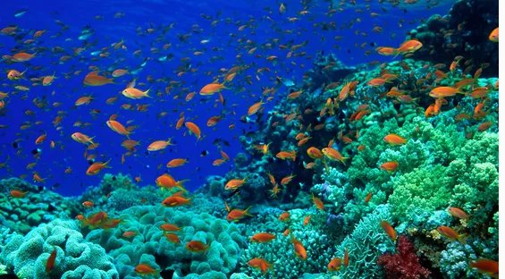 中国在建的海底观测网未来可以直播海底世界的新闻?