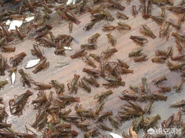 怎么养殖龙虾种苗？