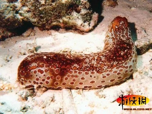 黑角安康鱼长相骇人！盘点绝对惊爆眼球的海洋丑鱼