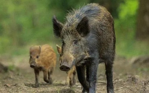 日本新干线列车与野猪相撞，通常野猪生活在什么地方？