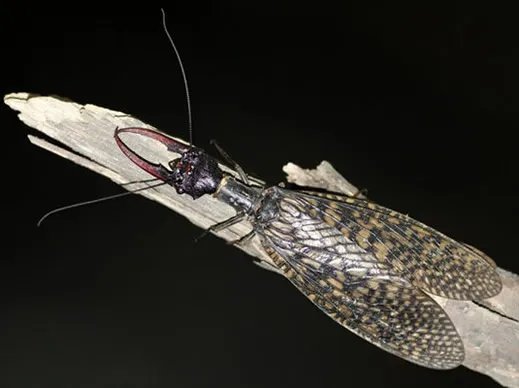 四川青城山惊现最大水生昆虫：世界最大（图）