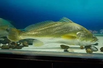 美国媒体评全球9种最贵食物（它就是黄唇鱼）