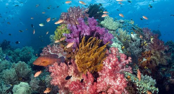 中国在建的海底观测网未来可以直播海底世界的新闻?