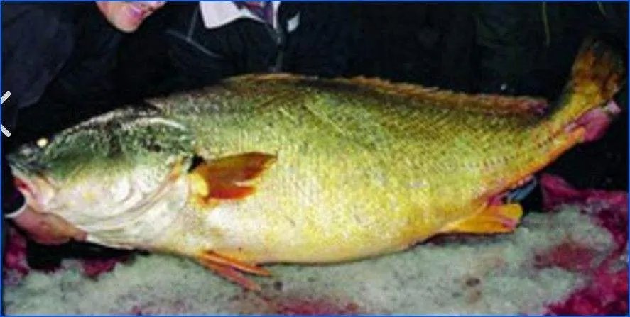 美国媒体评全球9种最贵食物（它就是黄唇鱼）