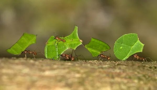 什么东西能杀死蚂蚁?
