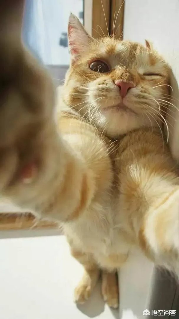 有哪些清新可爱的手机壁纸可以推荐？