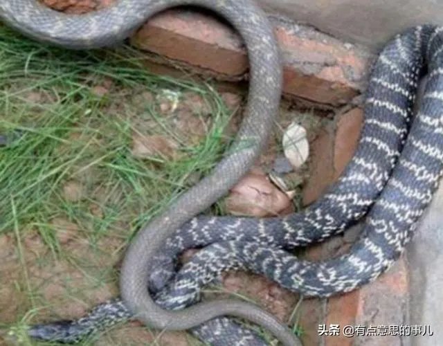 怎样养王锦蛇,大王蛇养殖有前景吗?