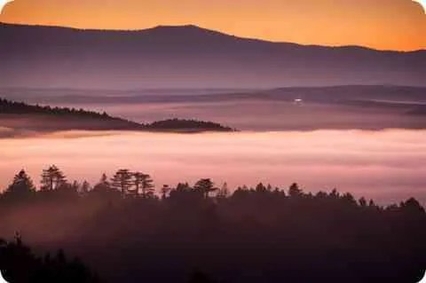 猜谜语：一物生来真奇怪，它是世上一盘菜，娘死以后它才生，它死以后娘还在（打一植物）谜底是什么？