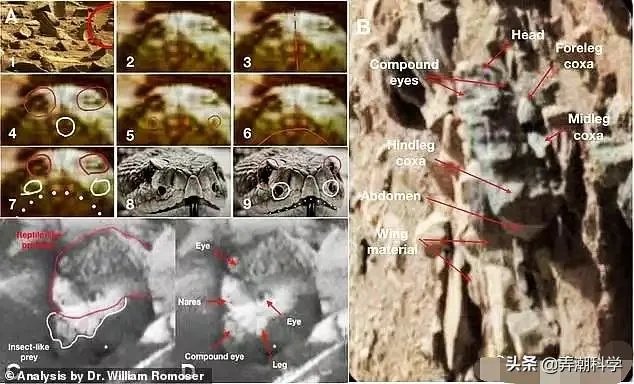 昆虫学家声称在火星上有重大发现，其理由是否充分？