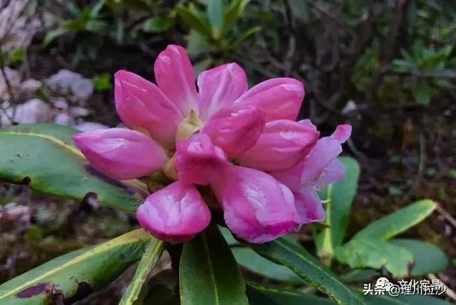 杜鹃是大叶还是小叶