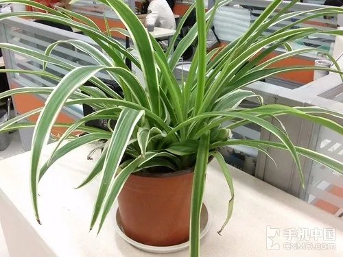 1.5GHz四核高端旗舰 LG P880行货评测