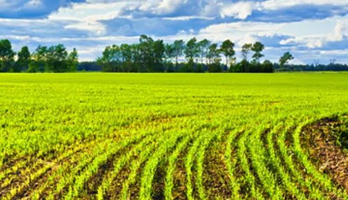 集体土地使用权可以买卖吗