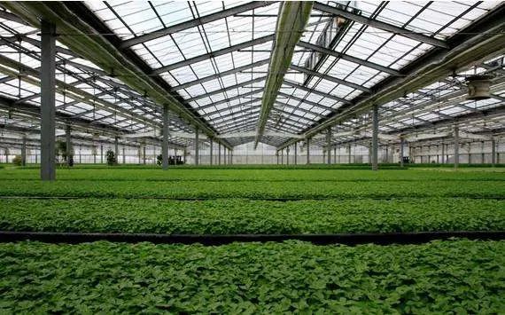 为什么北方农业温室大棚越来越少了？