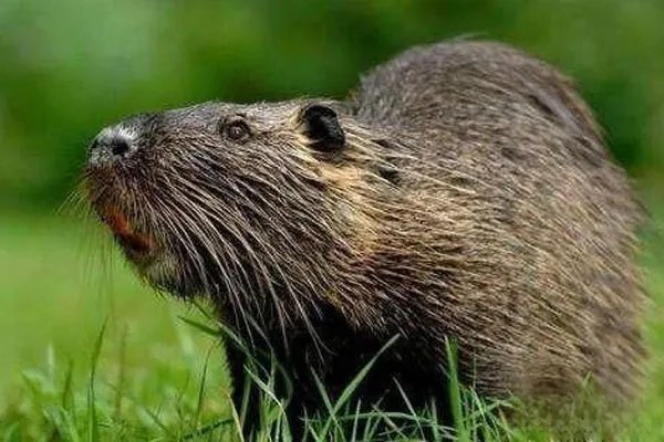 黑龙江发现30斤大老鼠视频是真的吗 853农场内发现的