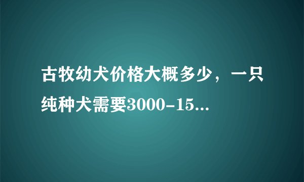古牧幼犬价格大概多少，一只纯种犬需要3000-15000元