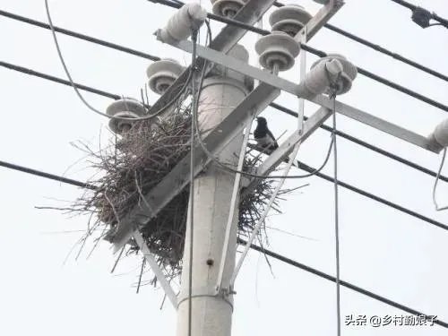 过去鸟筑巢都是在树上，为什么现在都在高压线铁塔上筑巢？