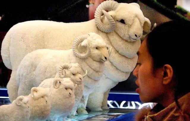 这次蒙古国捐献3万只羊，大家说说是你的话应该怎么分配？