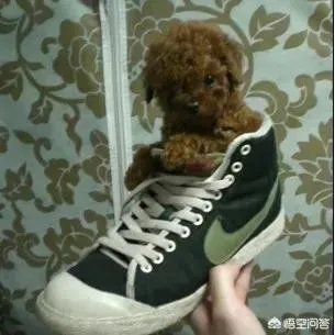 茶杯犬长不大吗？