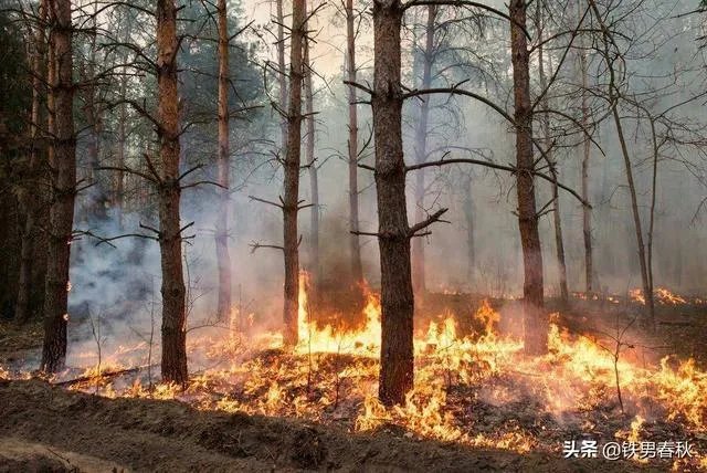 森林大火加拿大澳大利亚