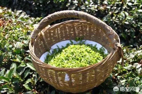 喝茶要先洗茶吗？茶叶中有没有农药的残留？