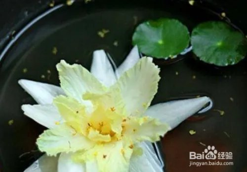 海葵静心莲的做法