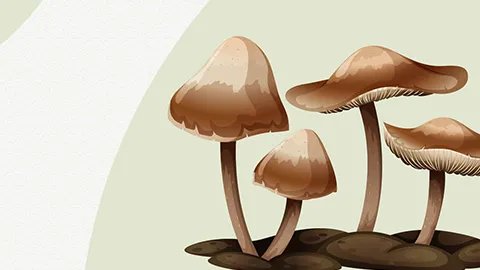 雪莲菌的危害有哪些