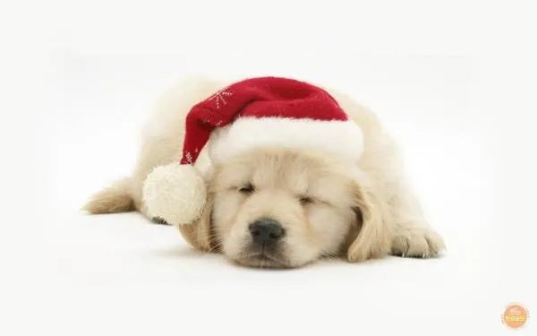 求一张桌面背景 一只可爱的猫或者狗狗 从桌面扒出来 露出头的那种