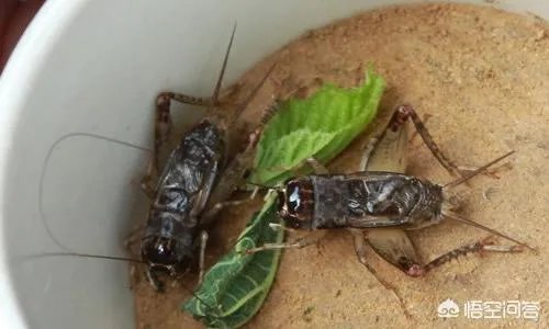 孩子的爷爷奶奶、外公外婆应该在育儿过程中起到哪些积极作用？