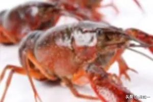 龙虾的养殖技术？